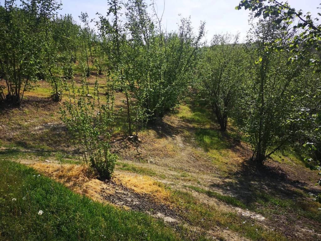 Terreno a Govone in SP49 - Foto 3