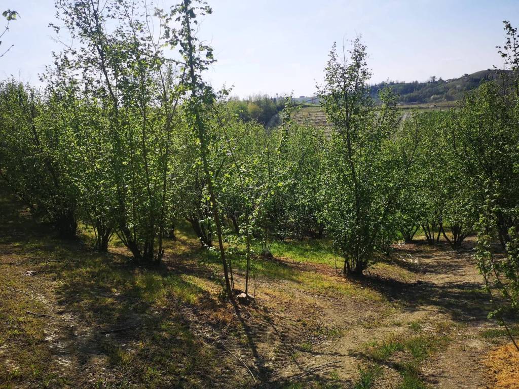 Terreno a Govone in SP49 - Foto 4