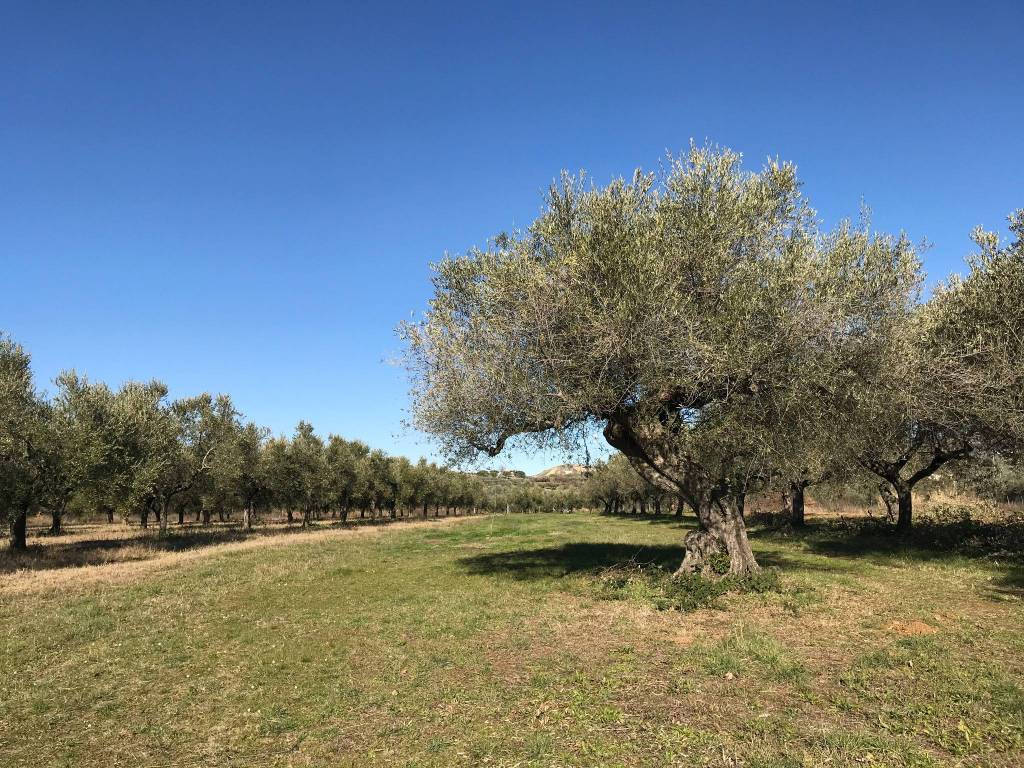 Terreno a Elice - Foto 3