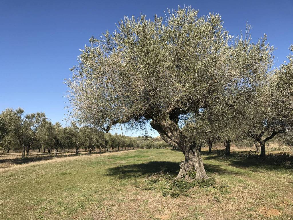 Terreno a Elice - Foto 4
