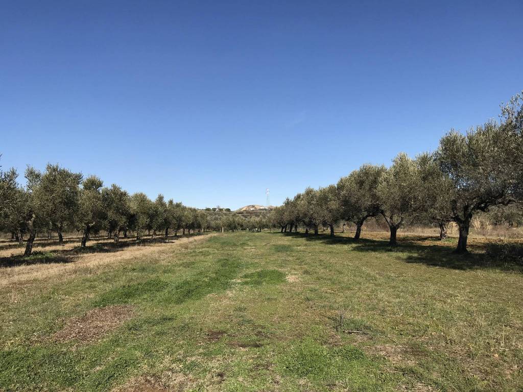 Terreno a Elice - Foto 5