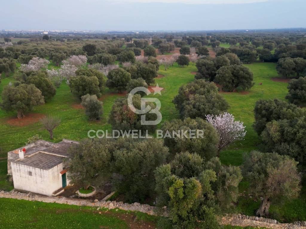 Terreno a Ostuni in Contrada Boezio - Calcagni - Foto 2