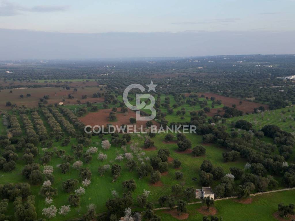 Terreno a Ostuni in Contrada Boezio - Calcagni - Foto 3