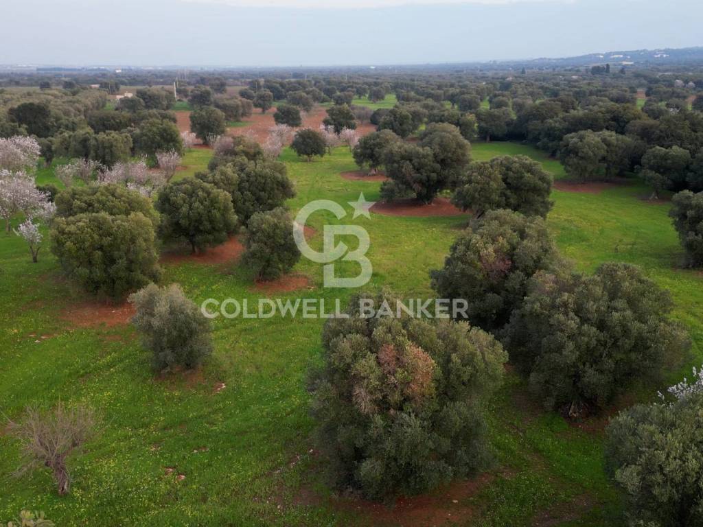 Terreno a Ostuni in Contrada Boezio - Calcagni - Foto 5