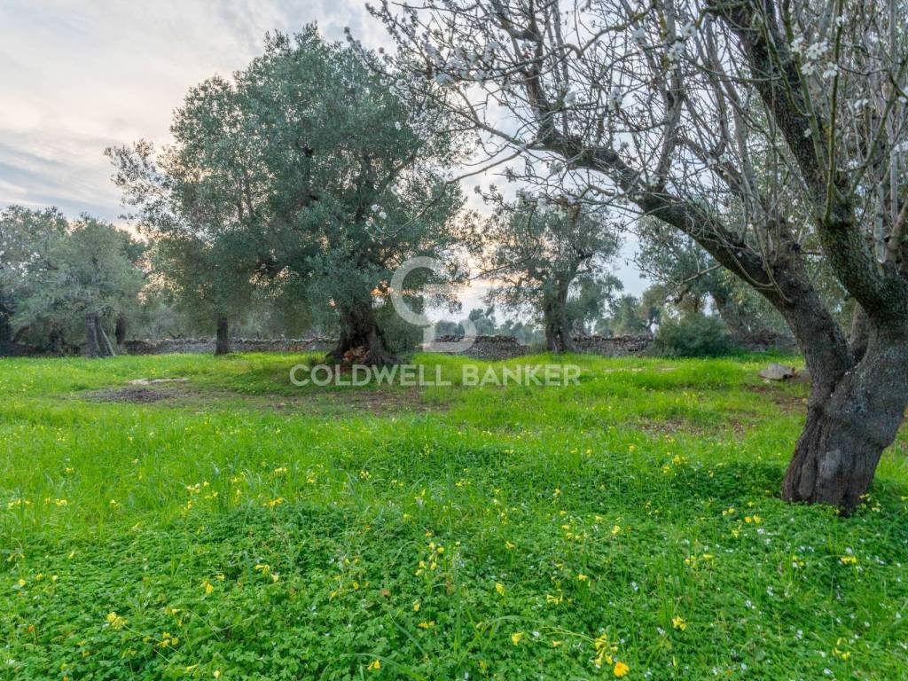 Rustico / casale a Ostuni in Contrada Boezio - Calcagni - Foto 2