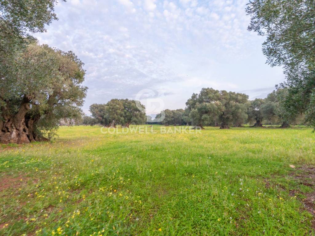Rustico / casale a Ostuni in Contrada Boezio - Calcagni - Foto 3