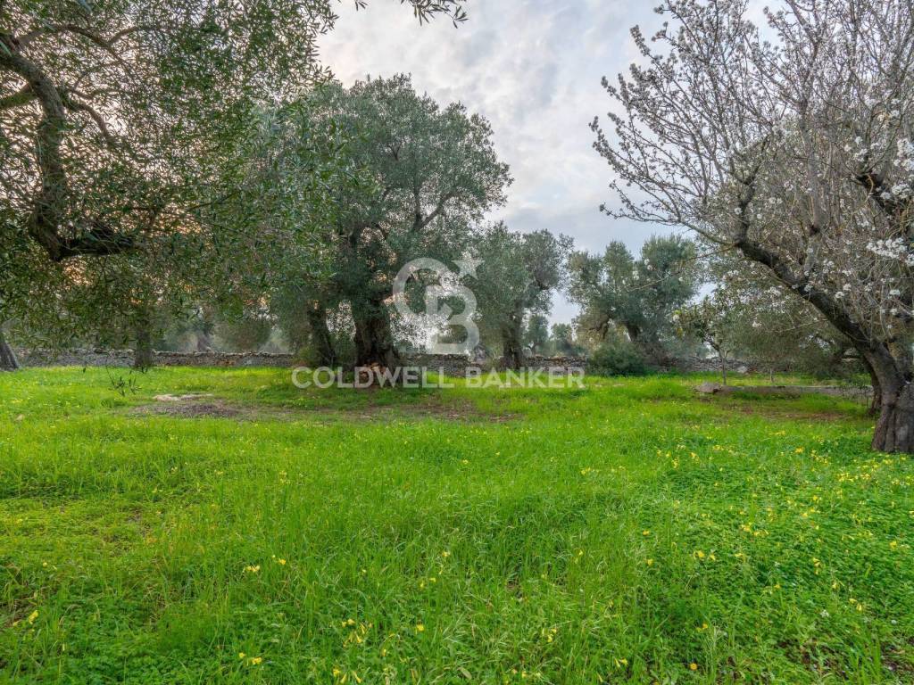 Rustico / casale a Ostuni in Contrada Boezio - Calcagni - Foto 5