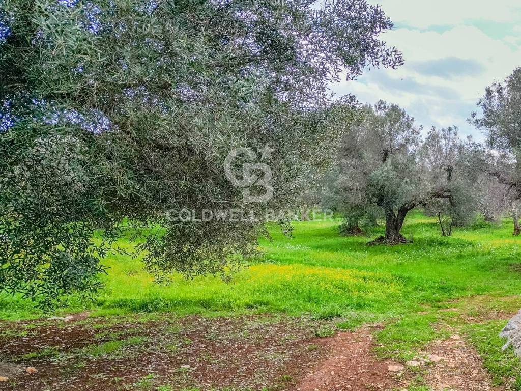 Rustico / casale a Carovigno in Contrada Arrighi - Foto 2