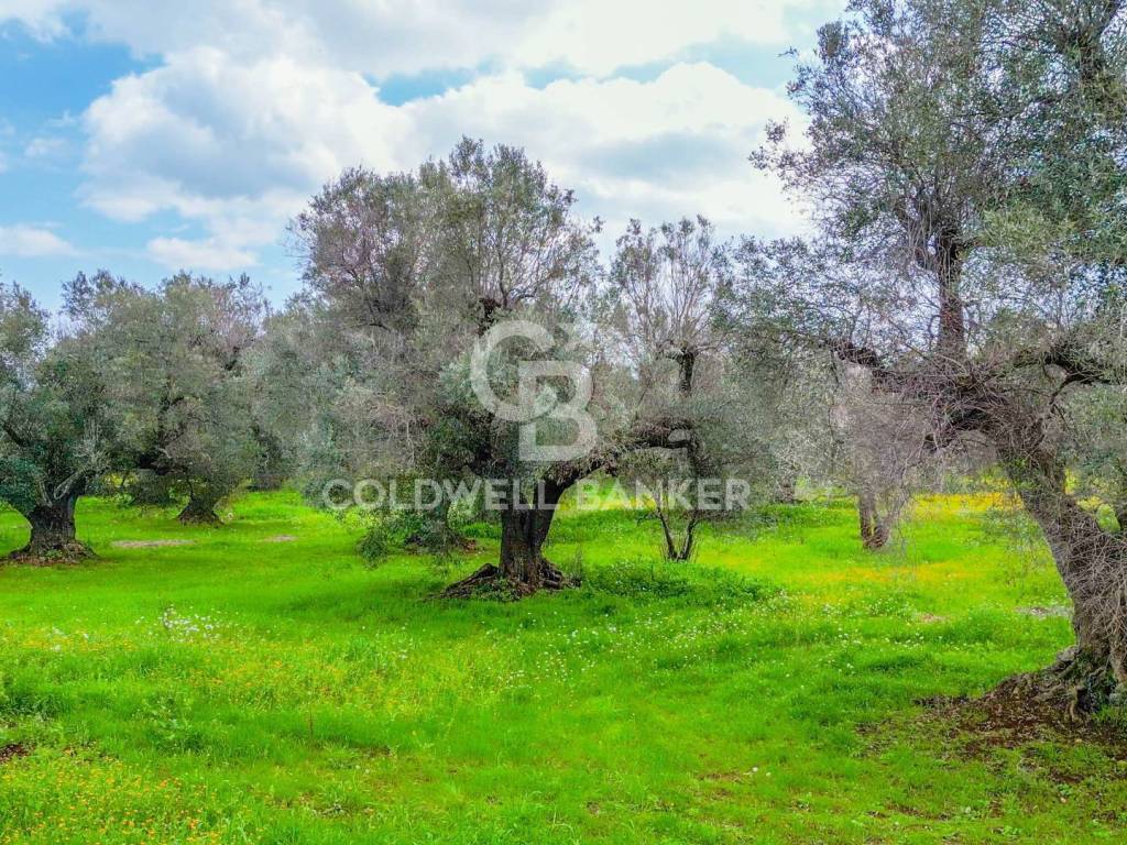 Rustico / casale a Carovigno in Contrada Arrighi - Foto 3
