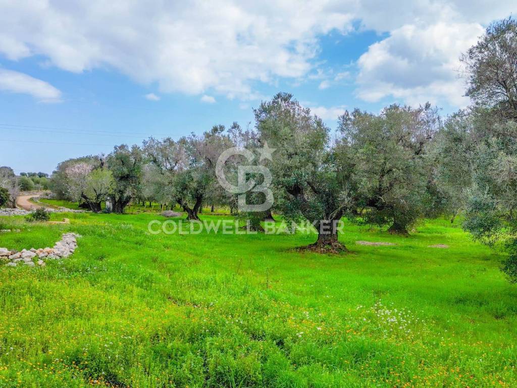 Rustico / casale a Carovigno in Contrada Arrighi - Foto 4