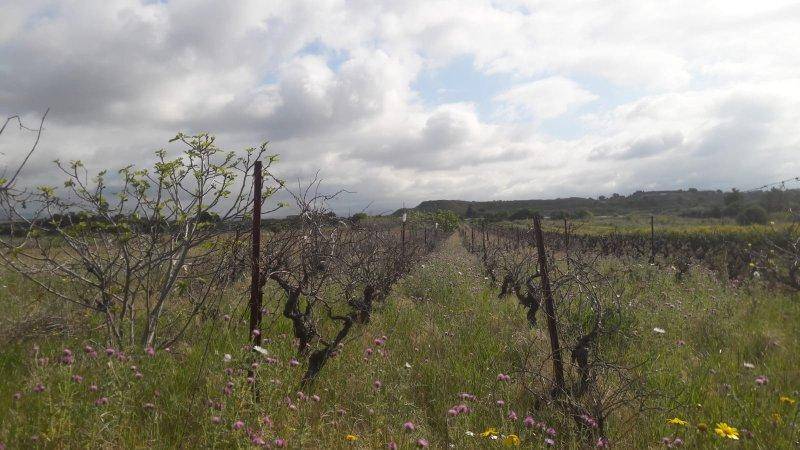 Terreno a Quartu sant'elena in Is Ammostus - Foto 2