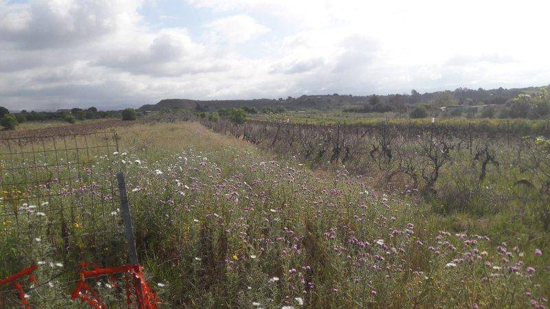 Terreno a Quartu sant'elena in Is Ammostus - Foto 3