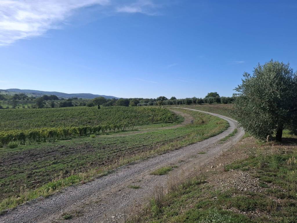 Immobile a Magliano in toscana - Foto 3