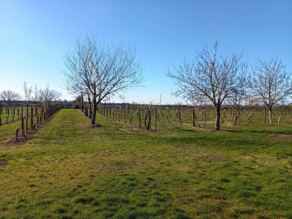 Terreno a Carpi in Stradello Zuccoli - Foto 2