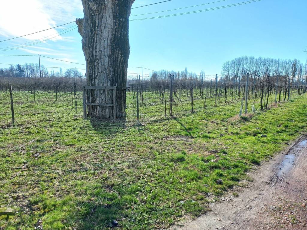 Terreno a Carpi in Stradello Zuccoli - Foto 5