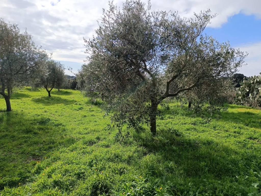 Terreno a Seneghe - Foto 2