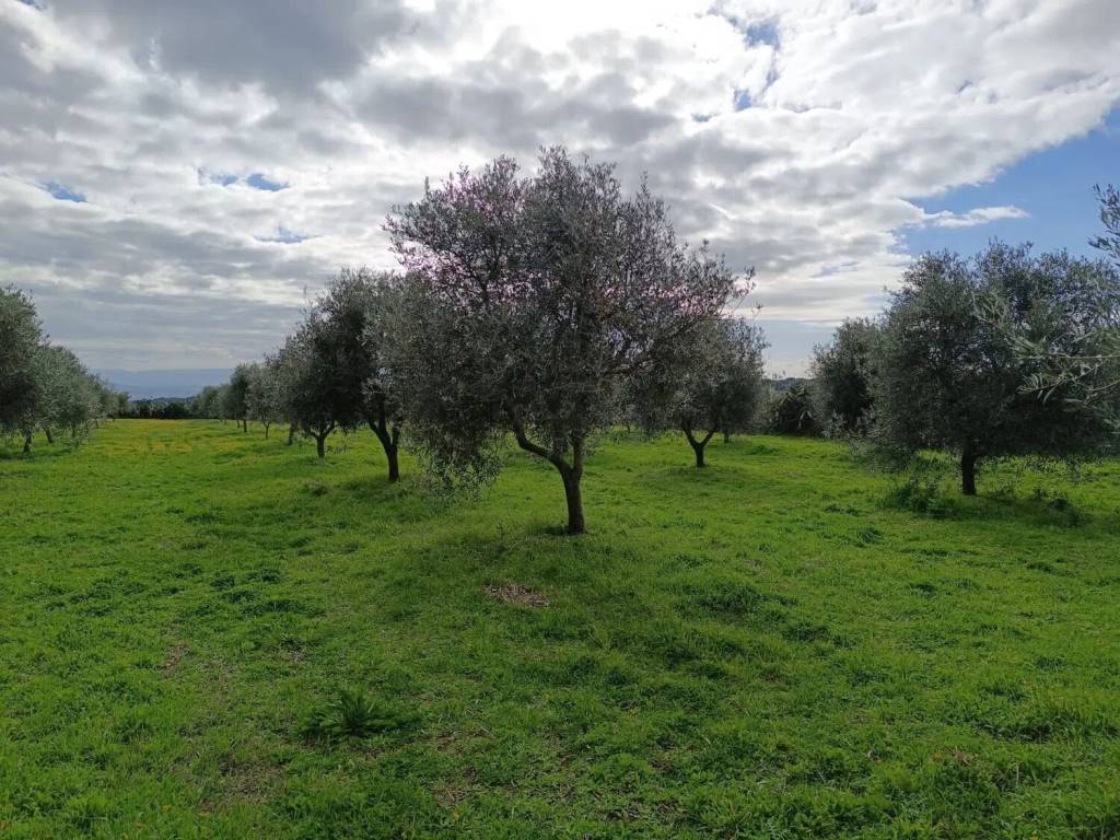 Terreno a Seneghe - Foto 3