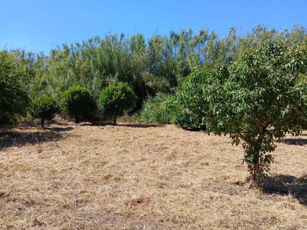 Rustico / casale a Arborea - Foto 3