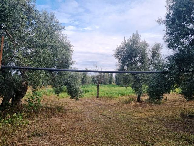 Terreno a Bisceglie - Foto 2