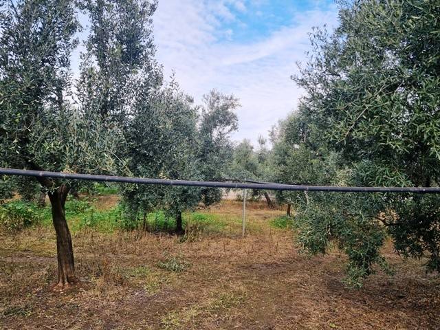 Terreno a Bisceglie - Foto 3