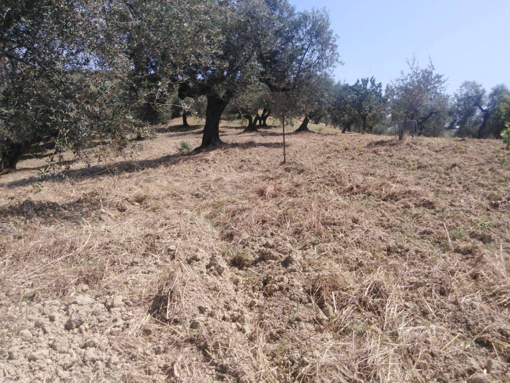 Terreno a Moscufo - Foto 2