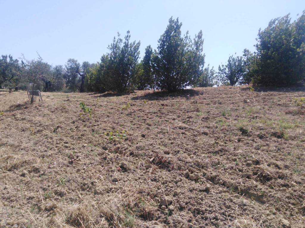 Terreno a Moscufo - Foto 3