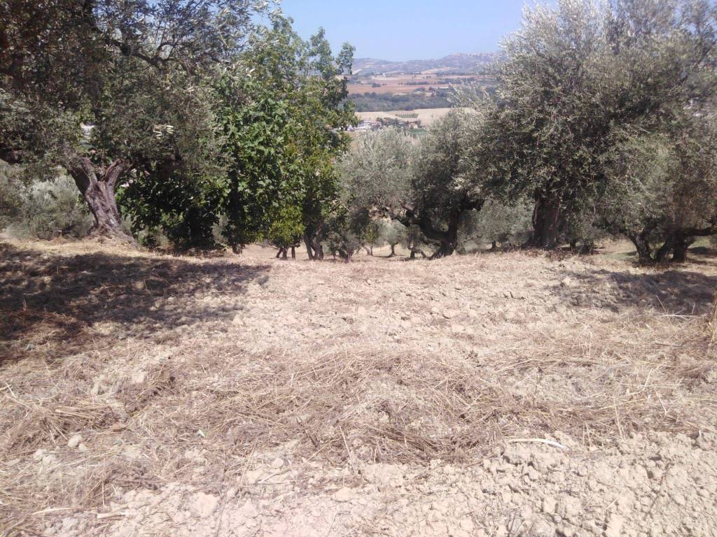 Terreno a Moscufo - Foto 4