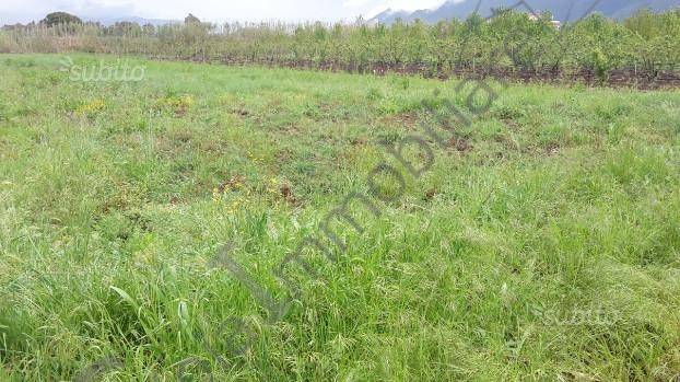 Terreno a Cellole in CELLOLE - Foto 3