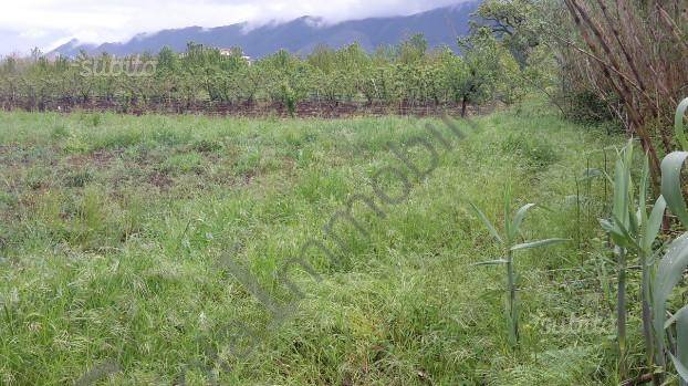 Terreno a Cellole in CELLOLE - Foto 4