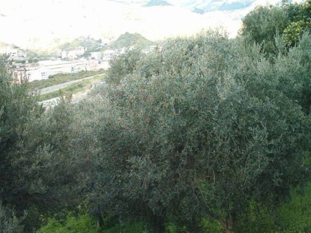Terreno a Reggio calabria - Foto 5