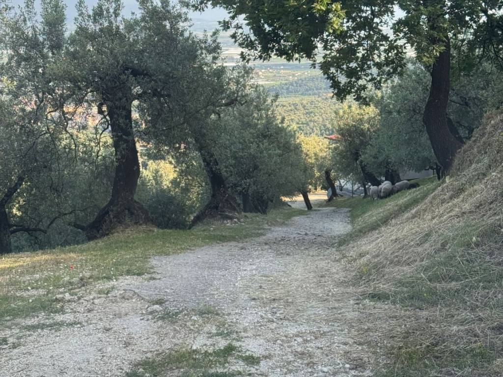 Rustico / casale a Eboli - Foto 5