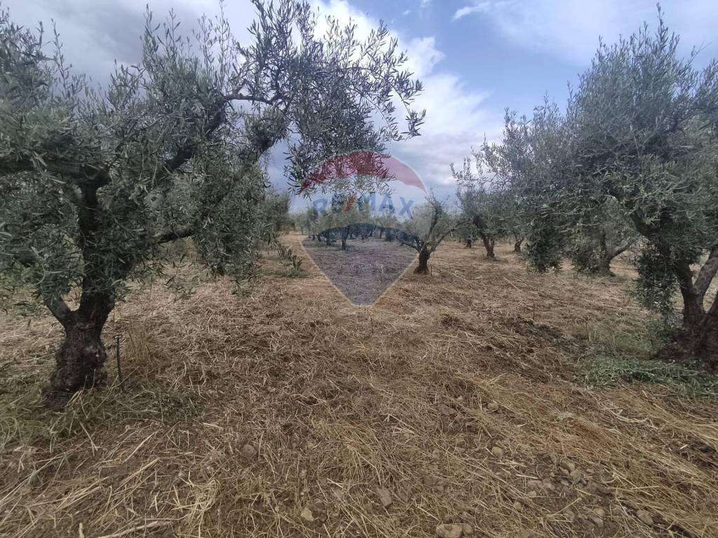 Terreno a Centuripe in Contrada Giannotta - Foto 2