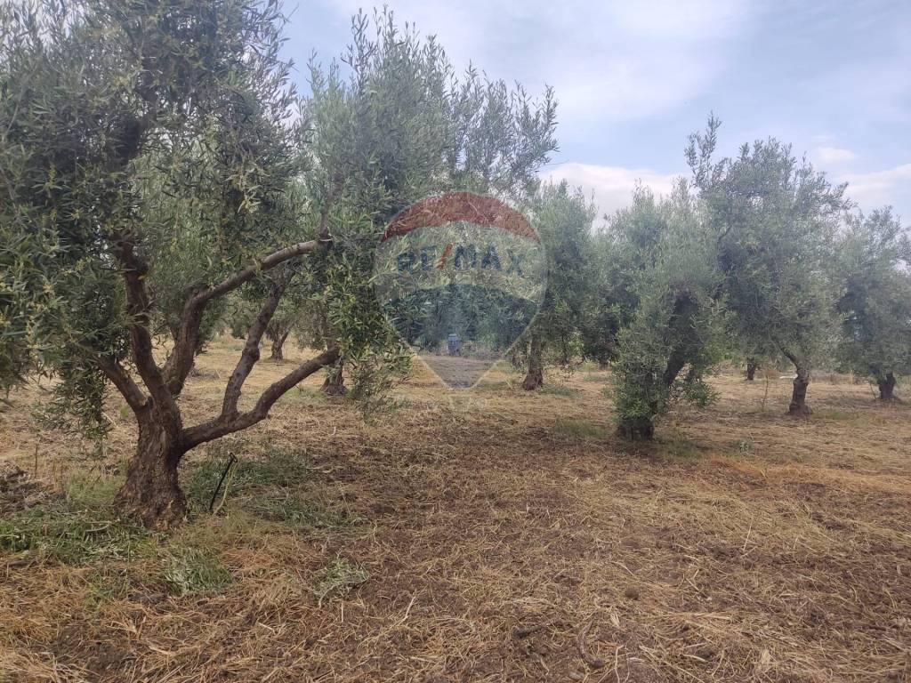 Terreno a Centuripe in Contrada Giannotta - Foto 4