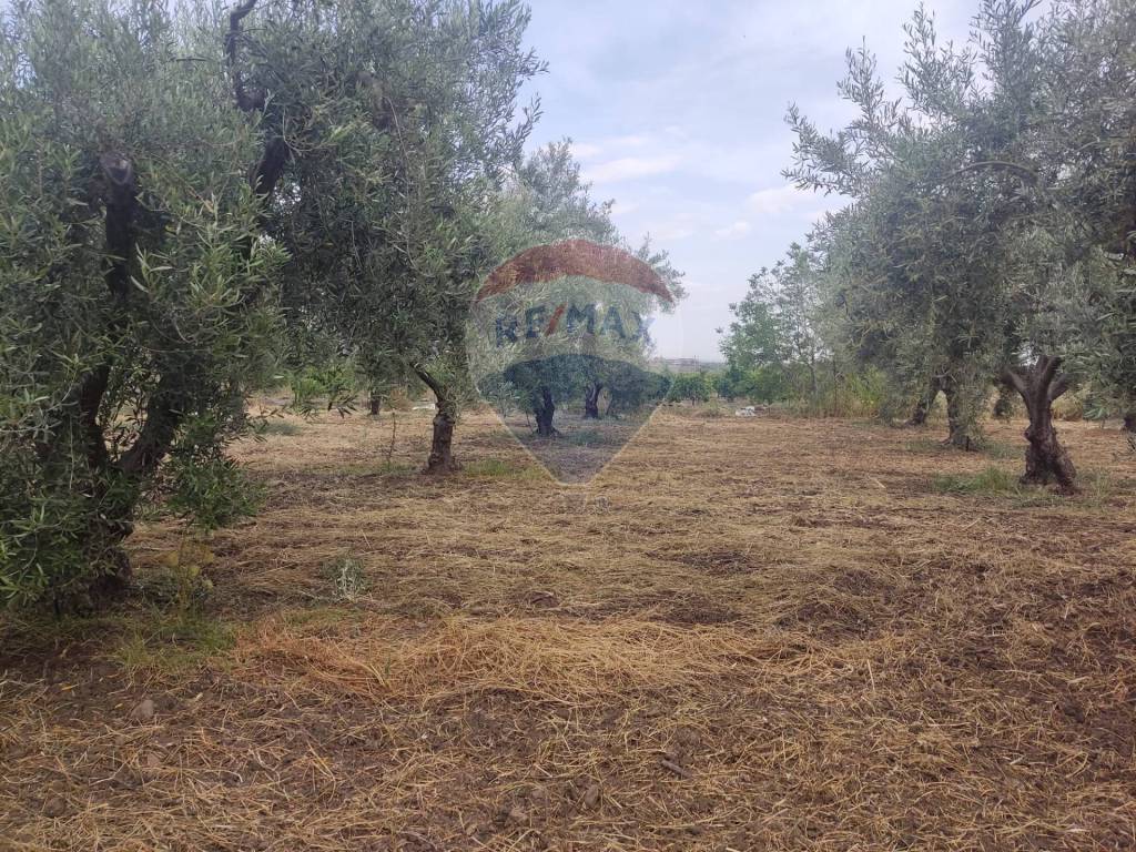 Terreno a Centuripe in Contrada Giannotta - Foto 5