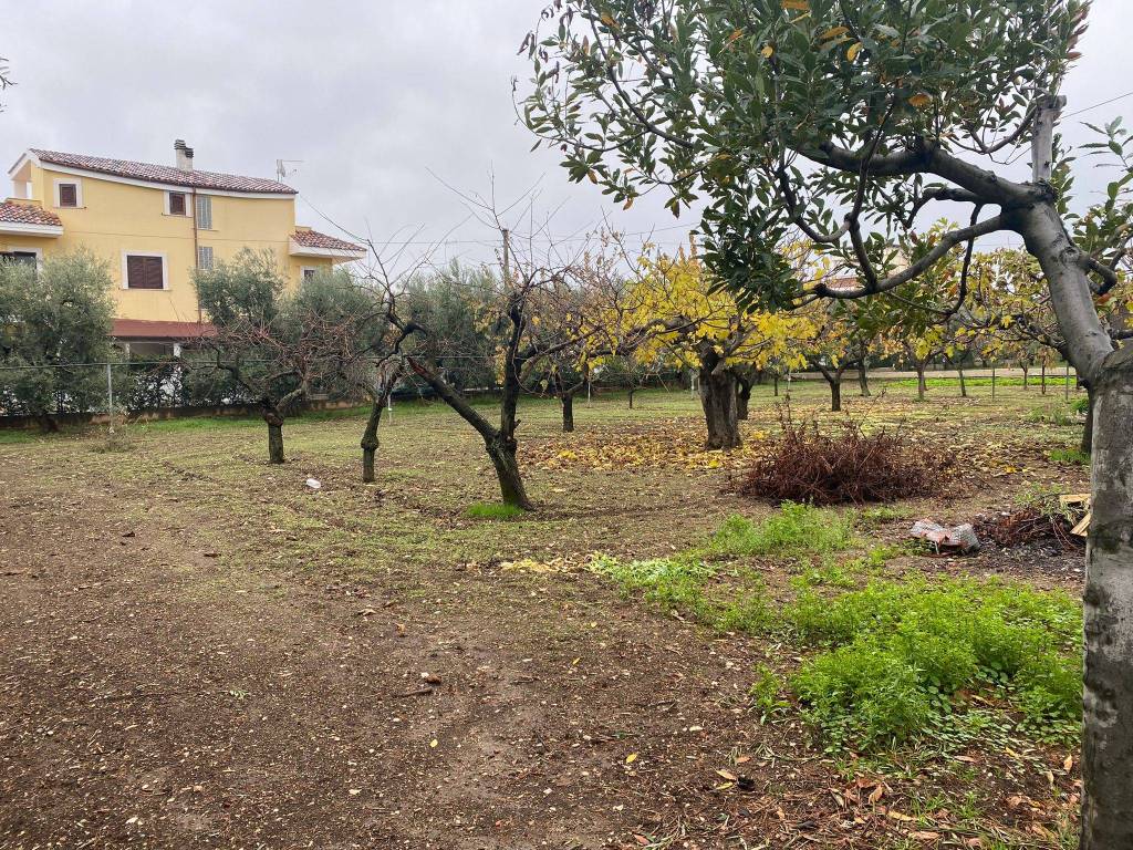 Terreno a Trani in vicinale via Vecchia Trani-Corato - Foto 3