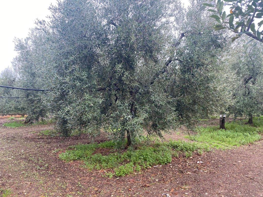 Terreno a Trani in vicinale via Vecchia Trani-Corato - Foto 4