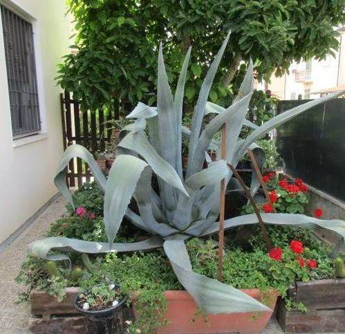 Villa a Fusignano - Foto 3