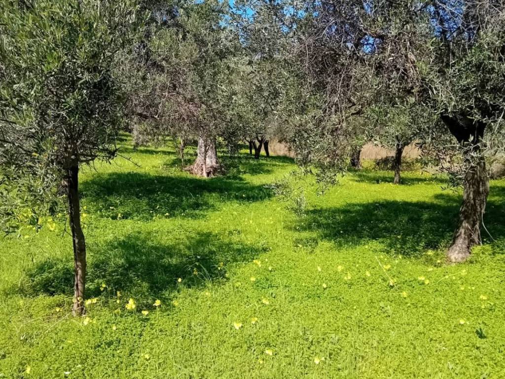 Terreno a Benestare in SP72 - Foto 4