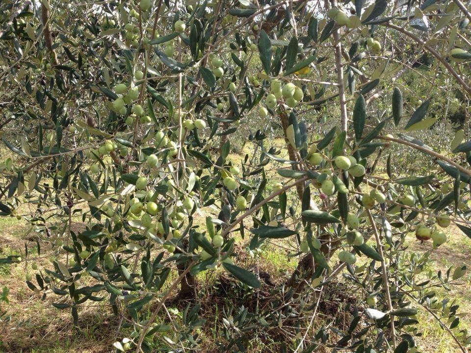 Terreno a Capannori in Via di Celli - Foto 4