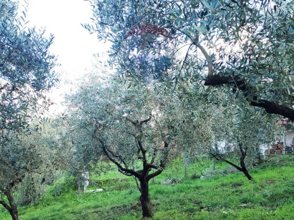 Terreno a Pietrastornina in Località due strade - Foto 4