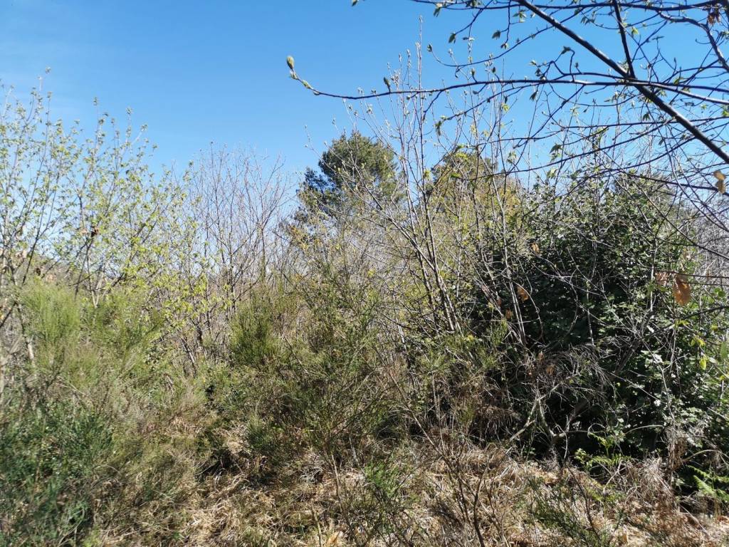 Terreno a Cuasso al monte - Foto 5