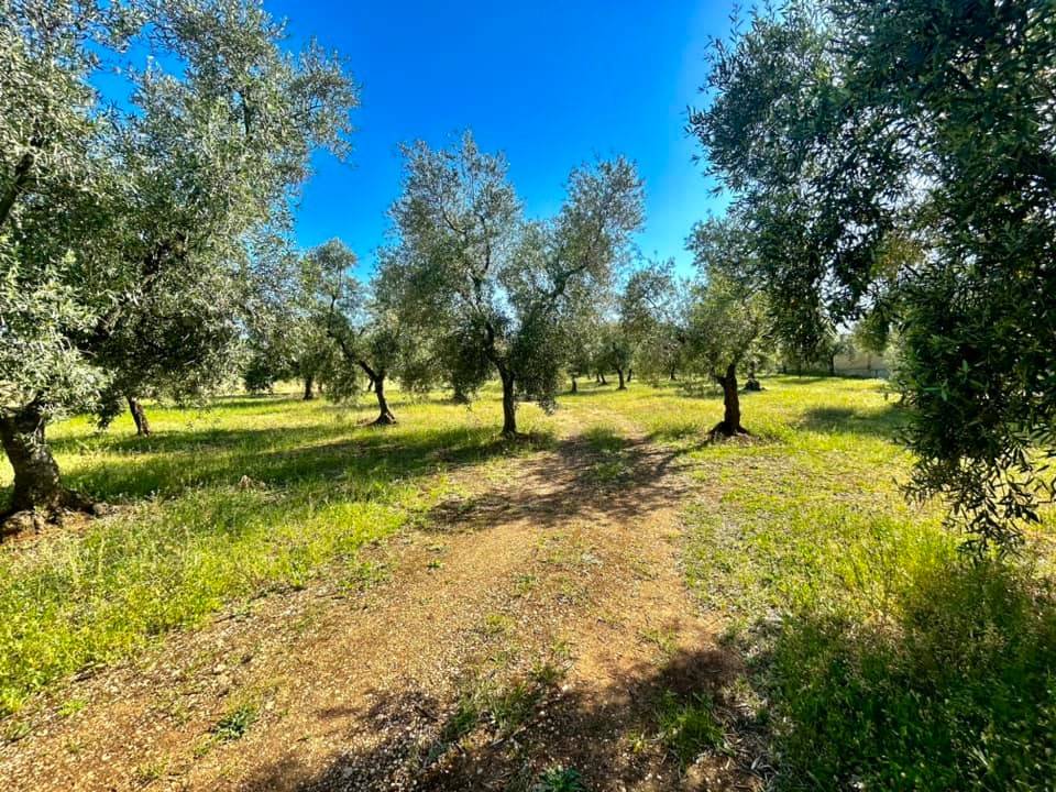 Terreno a Cassano delle murge in Via Mellitto - Foto 3