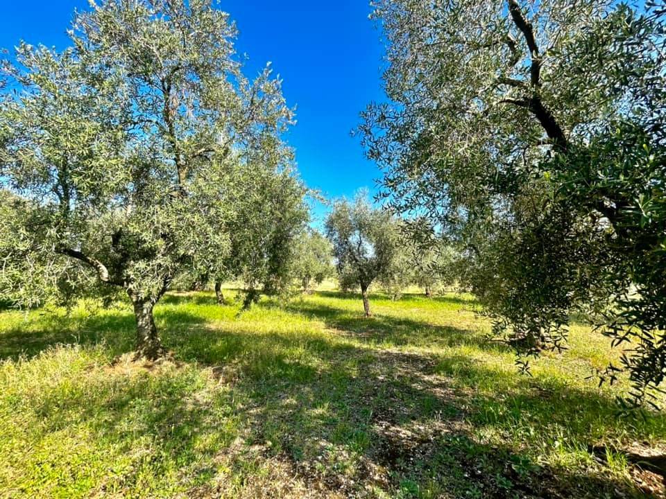 Terreno a Cassano delle murge in Via Mellitto - Foto 5