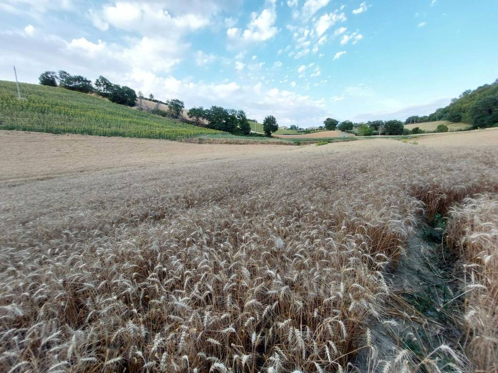 Terreno a Montottone in montottone s.n.c - Foto 3