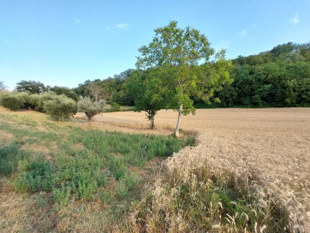 Terreno a Montottone in montottone s.n.c - Foto 4