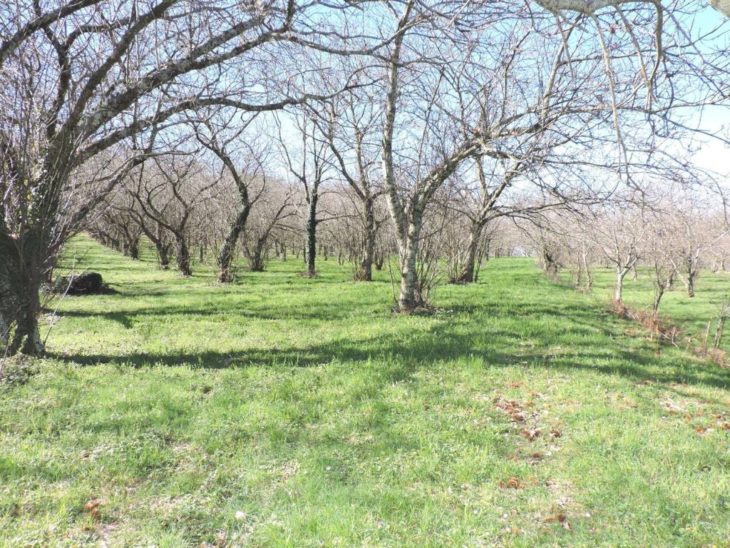 Terreno a Roccamonfina in roccamonfina s.n.c - Foto 3