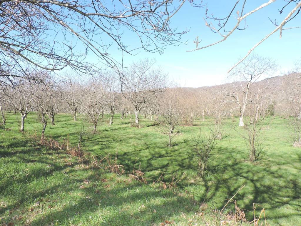 Terreno a Roccamonfina in roccamonfina s.n.c - Foto 4