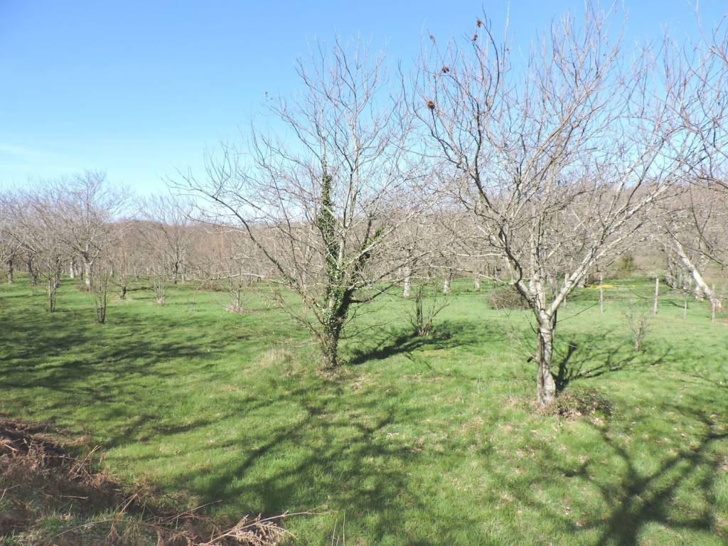 Terreno a Roccamonfina in roccamonfina s.n.c - Foto 5