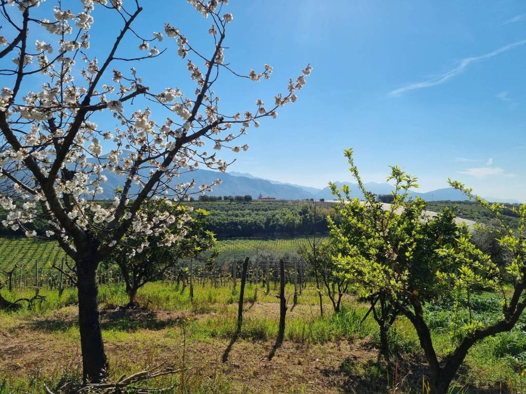 Terreno a Cori in Via Cori-Cisterna - Foto 3
