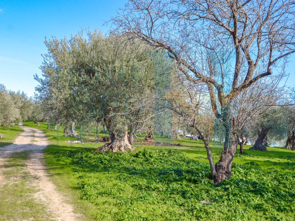 Terreno a Noto in Via Tommaso Fazello, 228 - Foto 4